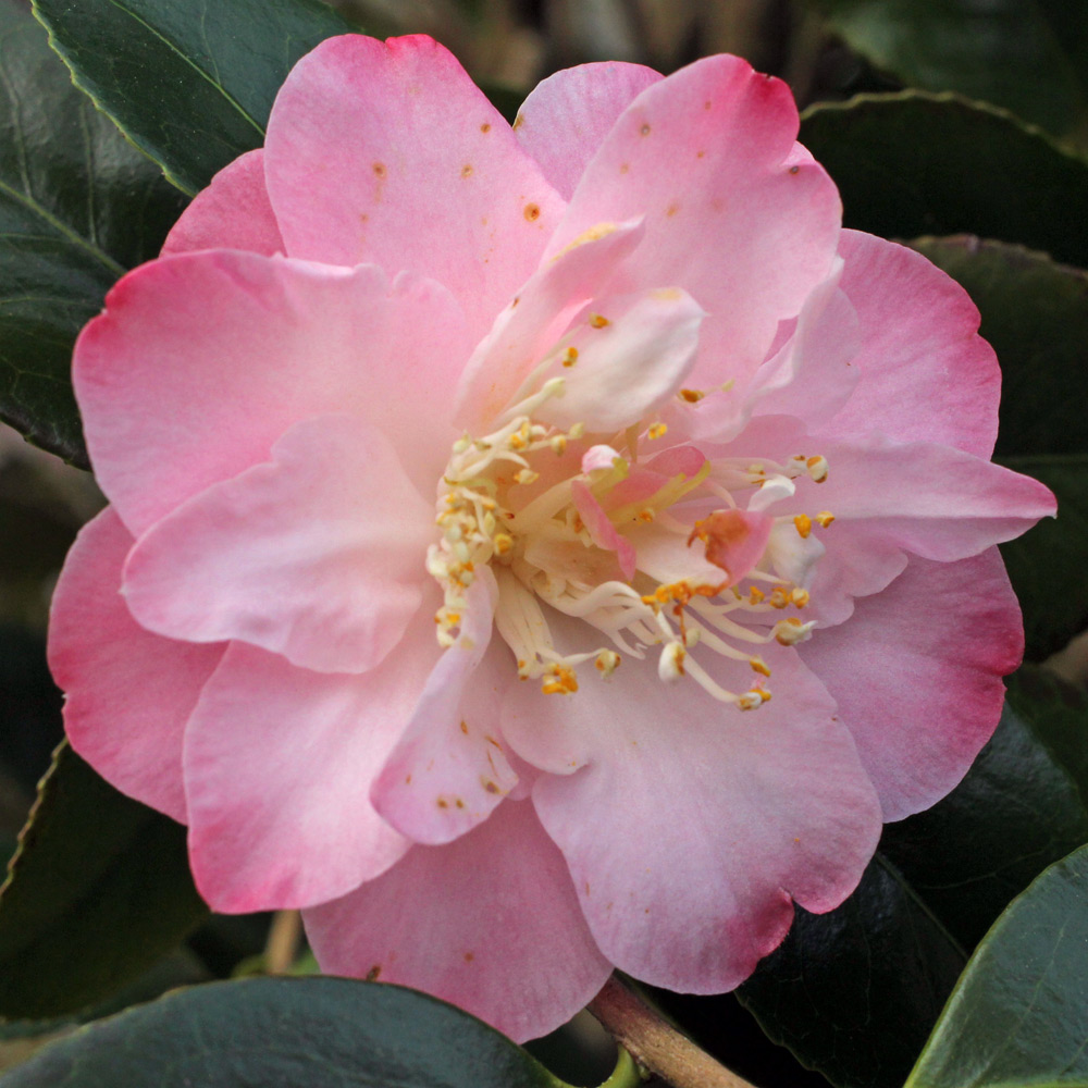 Camellia japonica 'Grace Bunton'