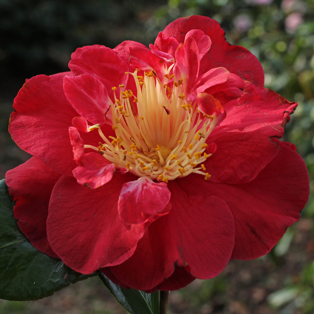 Camellia japonica 'Grand Prix'
