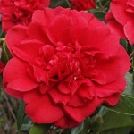 Camellia japonica 'Grand Slam'