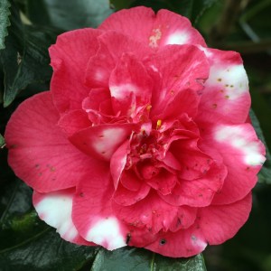 Camellia japonica 'Grand Slam'