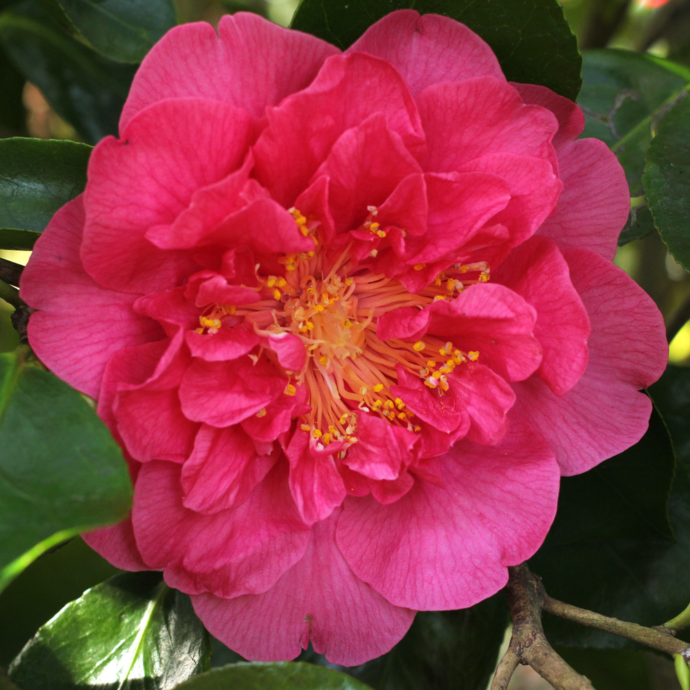 Camellia japonica 'Guest of Honor'