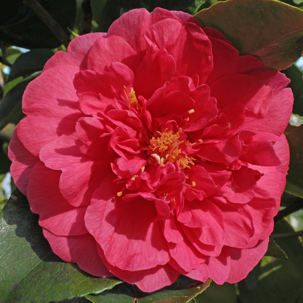 Camellia japonica 'Guest of Honor'
