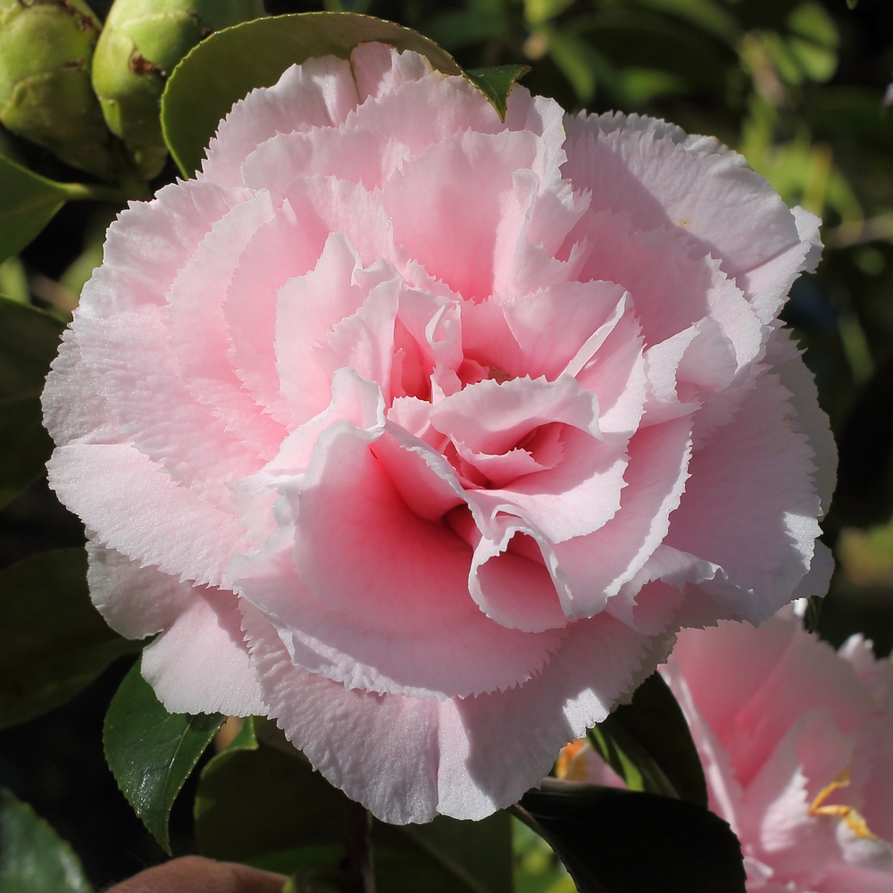 Camellia japonica 'Hawaii'