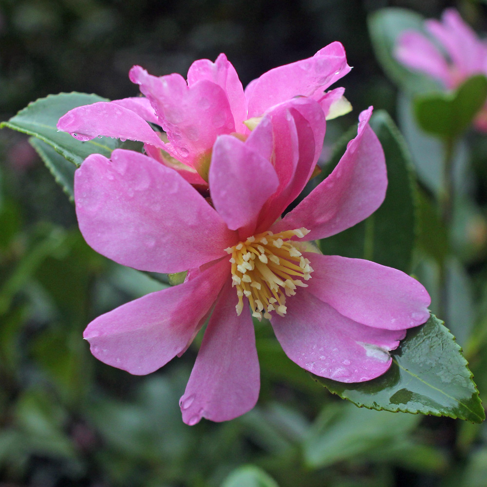 Camellia sasanqua 'Hugh Evans'