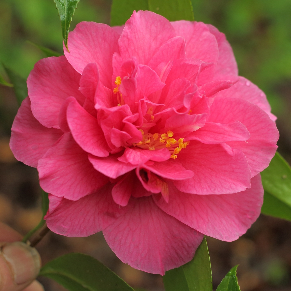 Camellia hybrid 'Innovation'