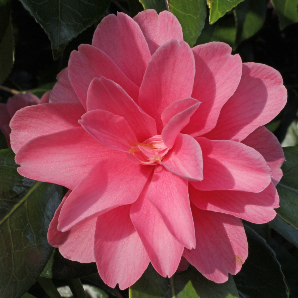 Camellia japonica 'June McCaskill'