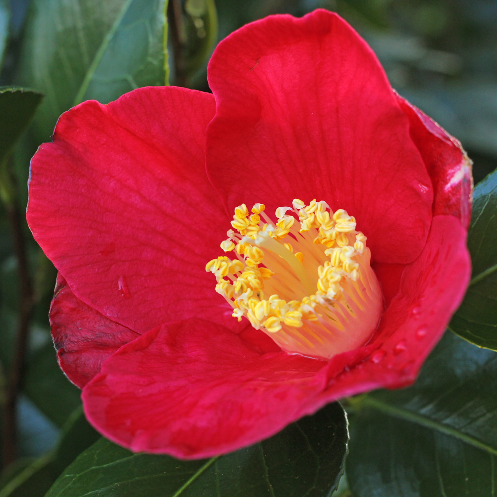 Camellia japonica 'Jupiter'