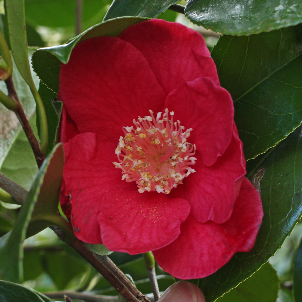 Camellia japonica 'Jupiter'