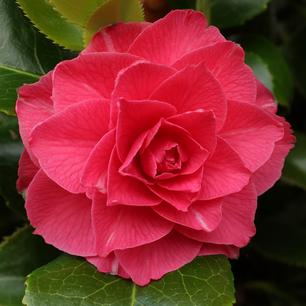 Camellia japonica 'La Pace Rubra'