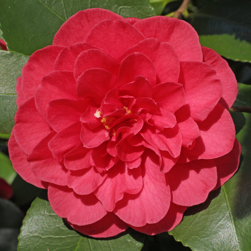 Camellia japonica 'Lady Campbell'