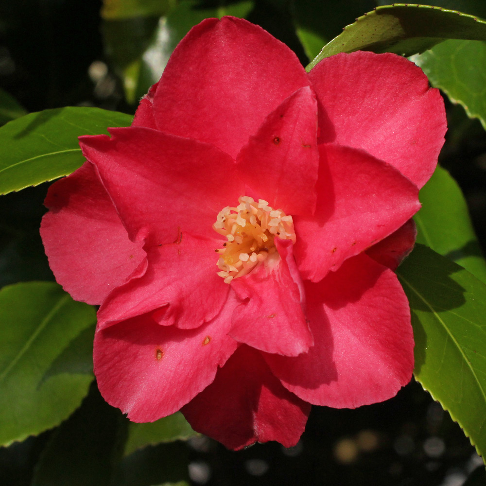 Camellia japonica 'Lady de Saumarez'
