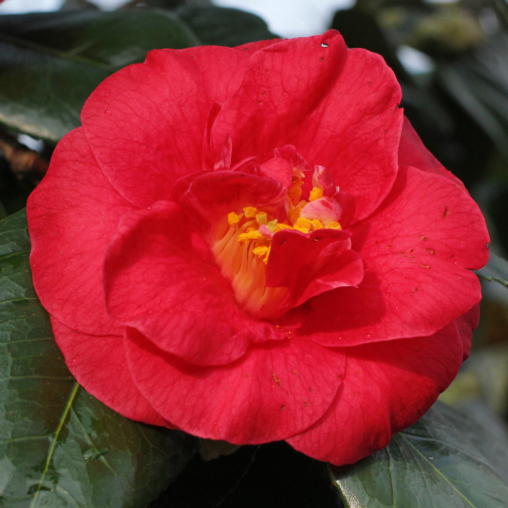 Camellia japonica 'Latifolia'