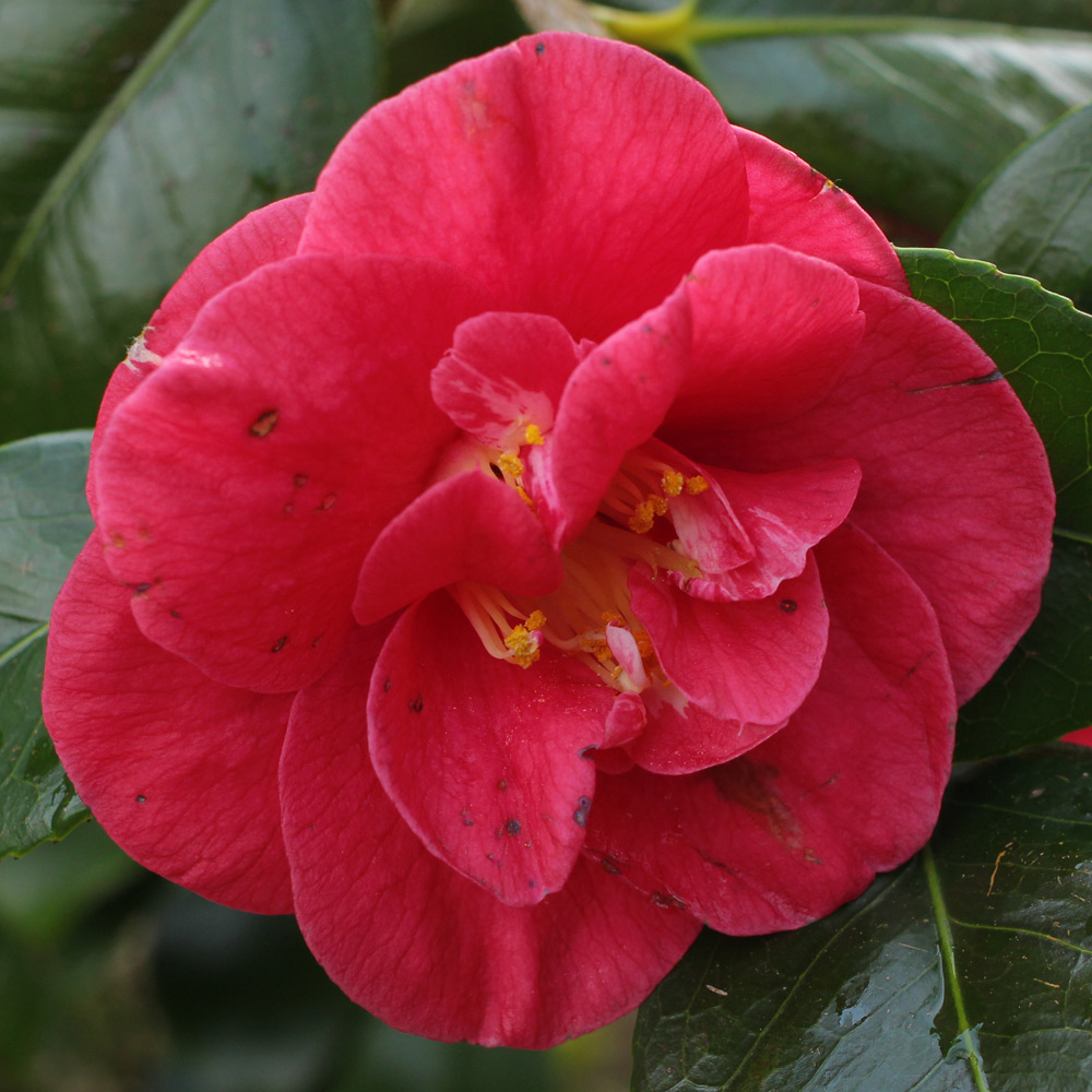 Camellia japonica 'Latifolia'