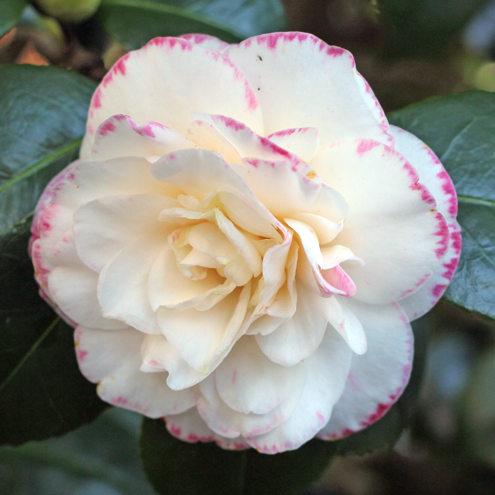 Camellia japonica 'Margaret Davis'