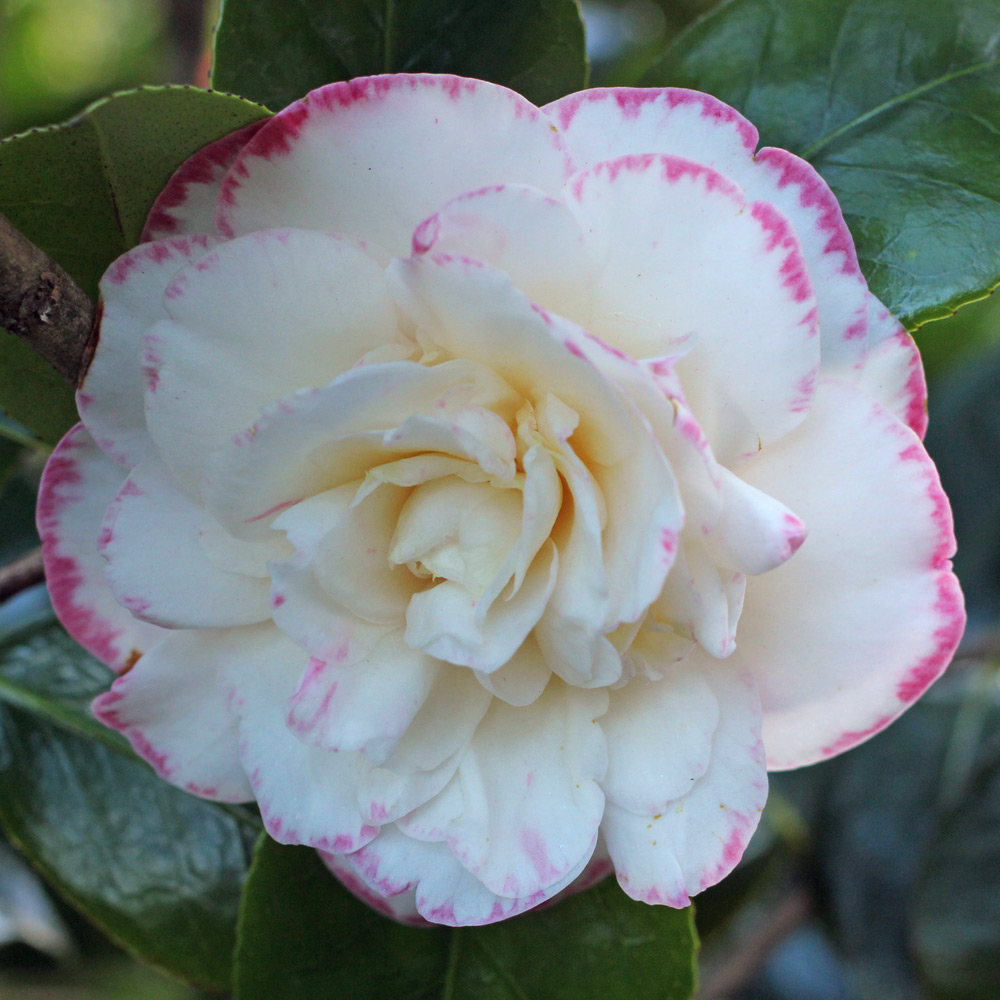 Camellia japonica 'Margaret Davis'