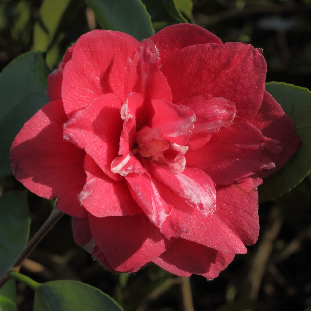 Camellia japonica 'Mary Margaret'