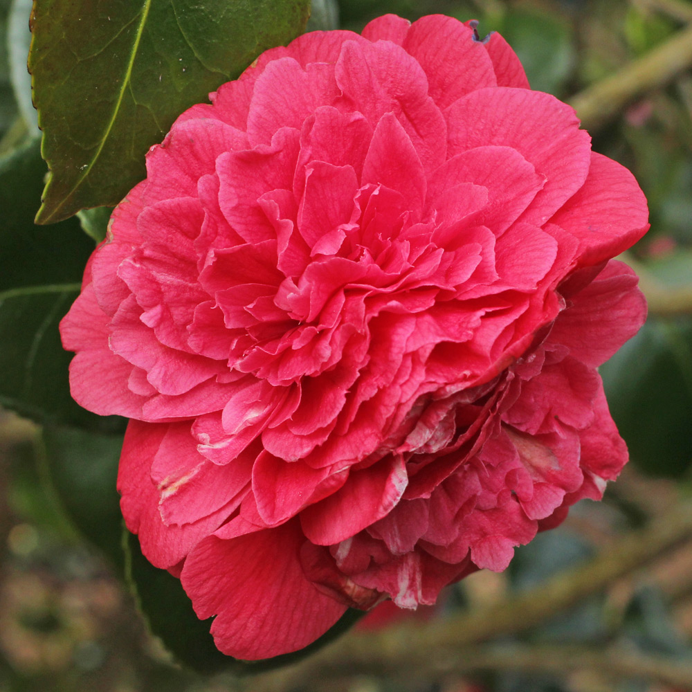 Camellia japonica 'Mathotiana'