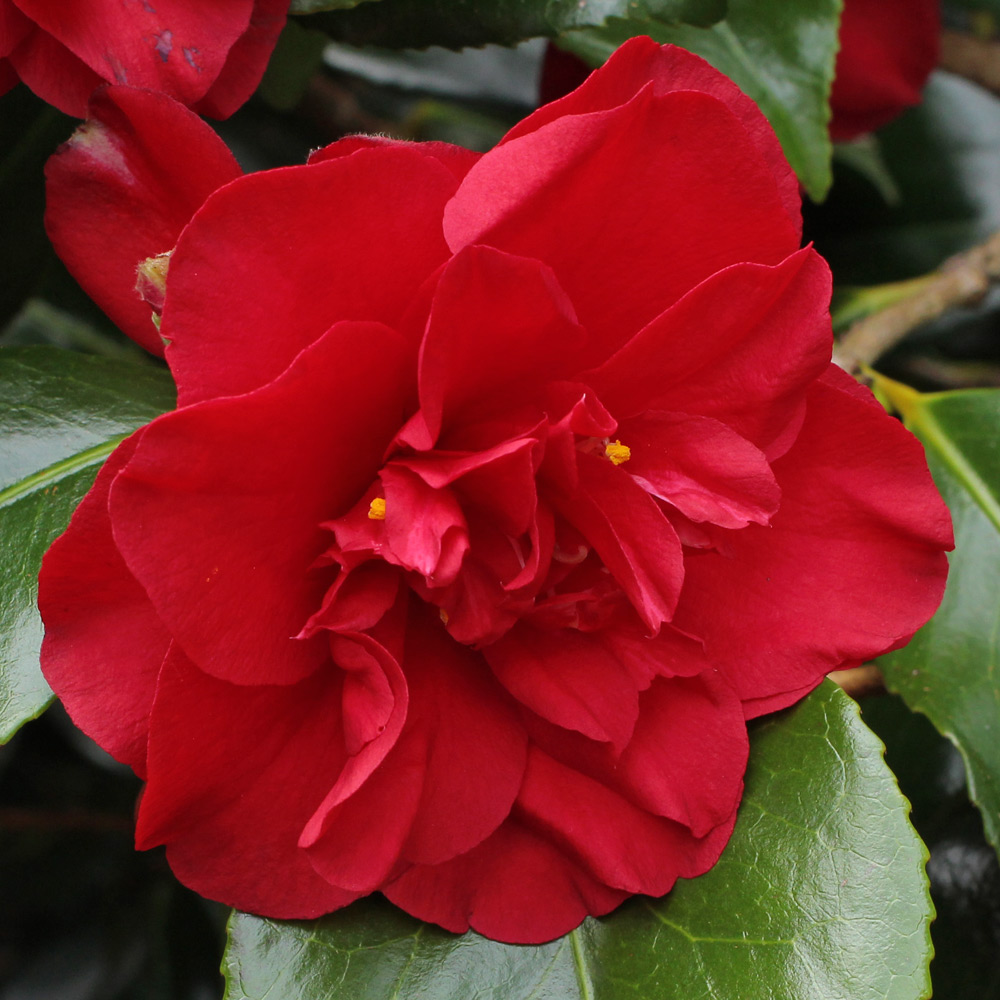 Camellia japonica 'Midnight'