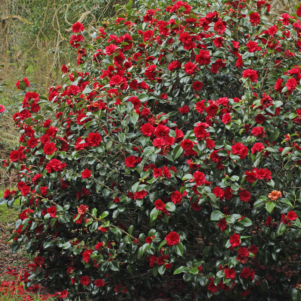 Camellia japonica 'Midnight'
