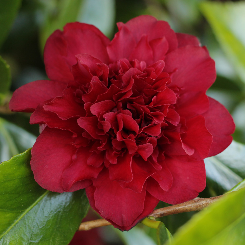 Camellia japonica 'Midnight Magic'