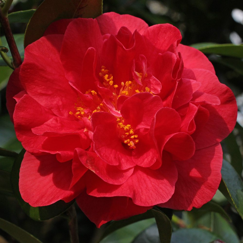 Camellia japonica 'Miss Charleston'