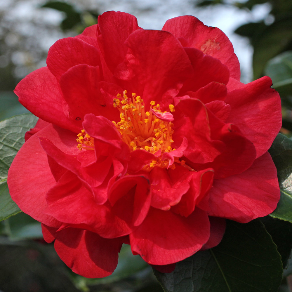 Camellia japonica 'Miss Charleston'