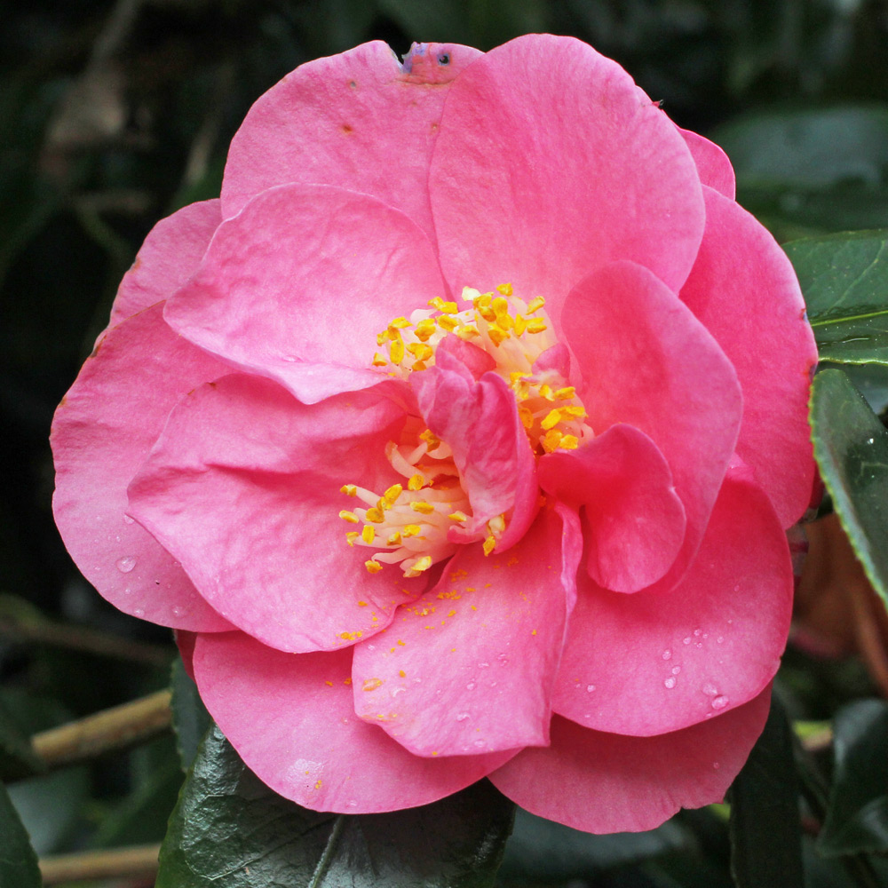 Camellia japonica 'Monte Carlo'
