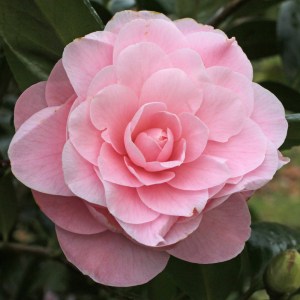 Camellia japonica 'Nuccio's Cameo'