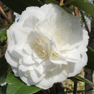 Camellia japonica 'Nuccio's Gem'