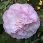 Camellia japonica 'Nuccio's Gem'