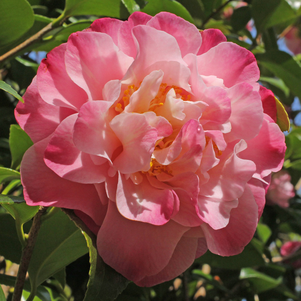 Camellia japonica 'Nuccio's Jewel'