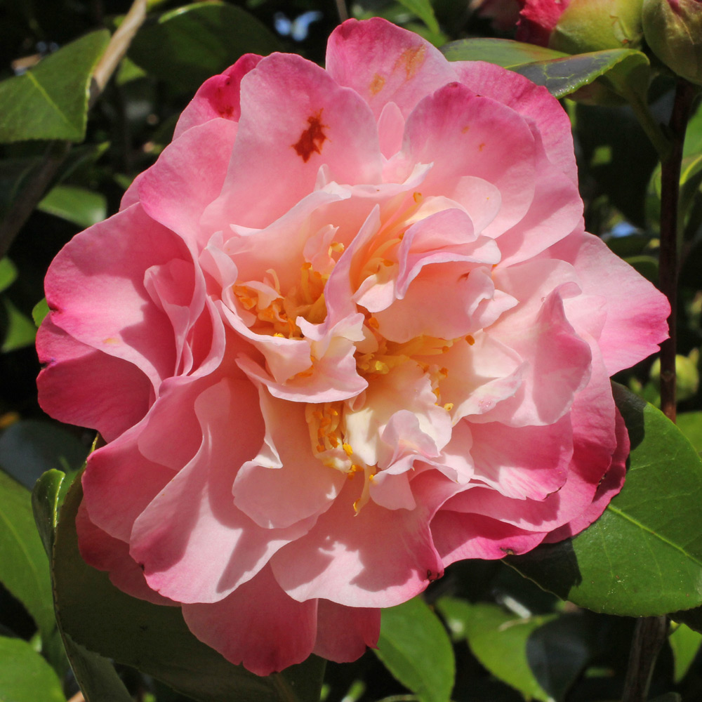Camellia japonica 'Nuccio's Jewel'