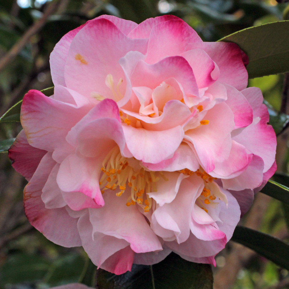 Camellia japonica 'Nuccio's Jewel'