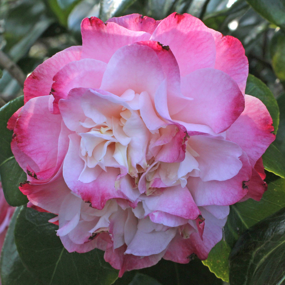Camellia japonica 'Nuccio's Jewel'
