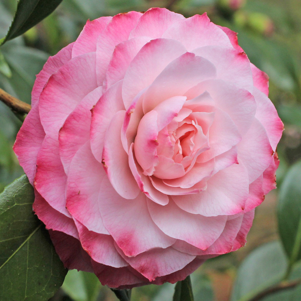Camellia japonica 'Nuccio's Pearl'