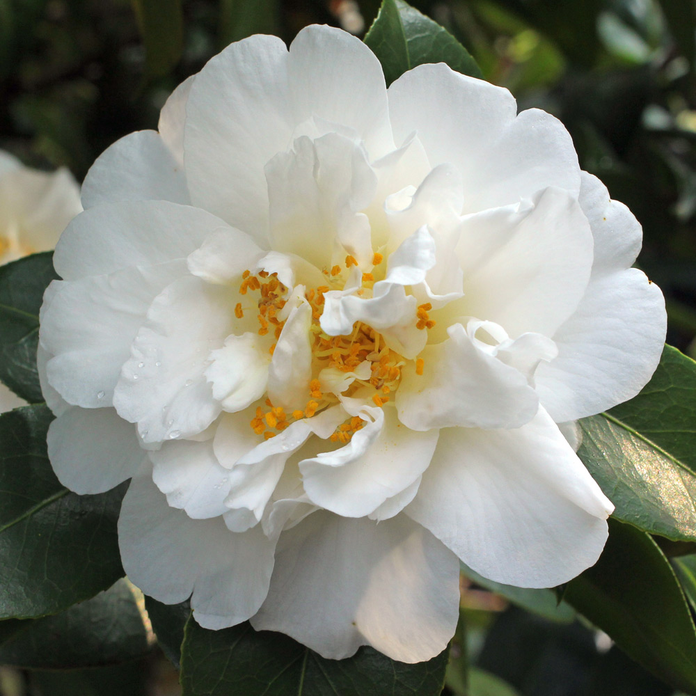 Camellia japonica 'Onetia Holland'