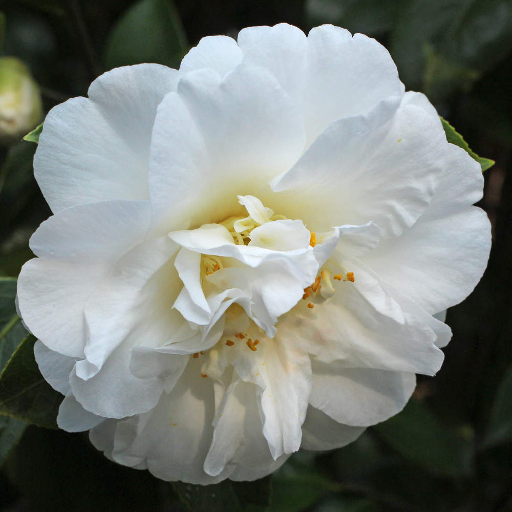 Camellia japonica 'Onetia Holland'