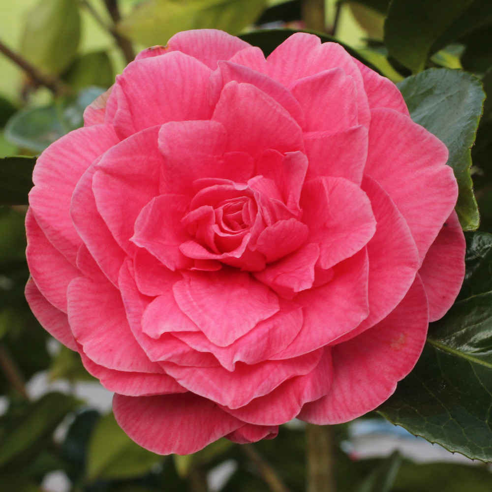 Camellia japonica 'Pink Champagne'