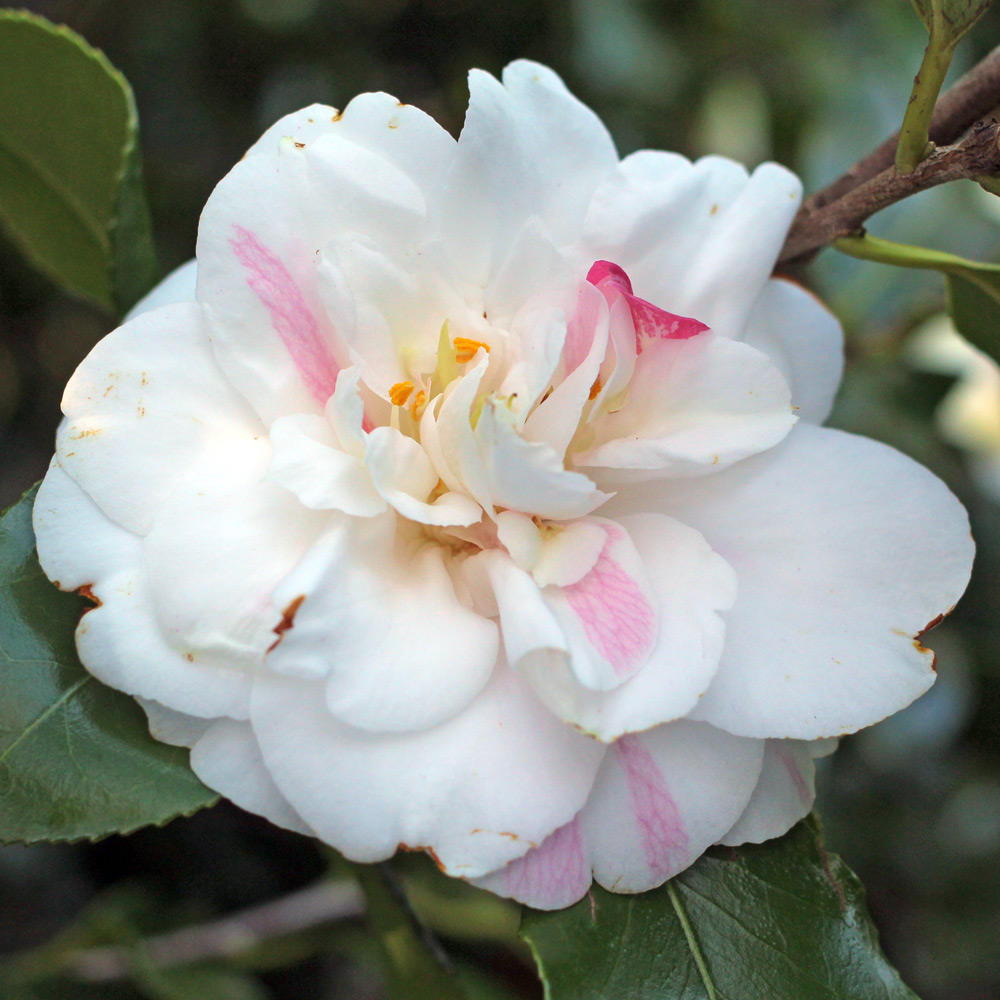 Camellia japonica 'Pink Clouds'
