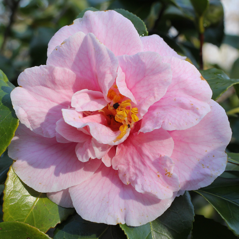 Camellia japonica 'Pink Clouds'