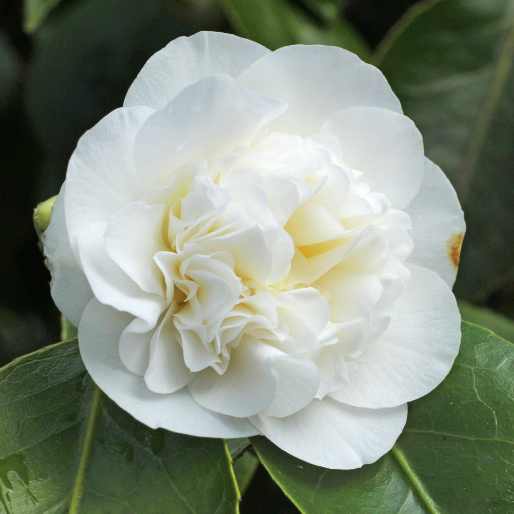 Camellia japonica 'Powder Puff'
