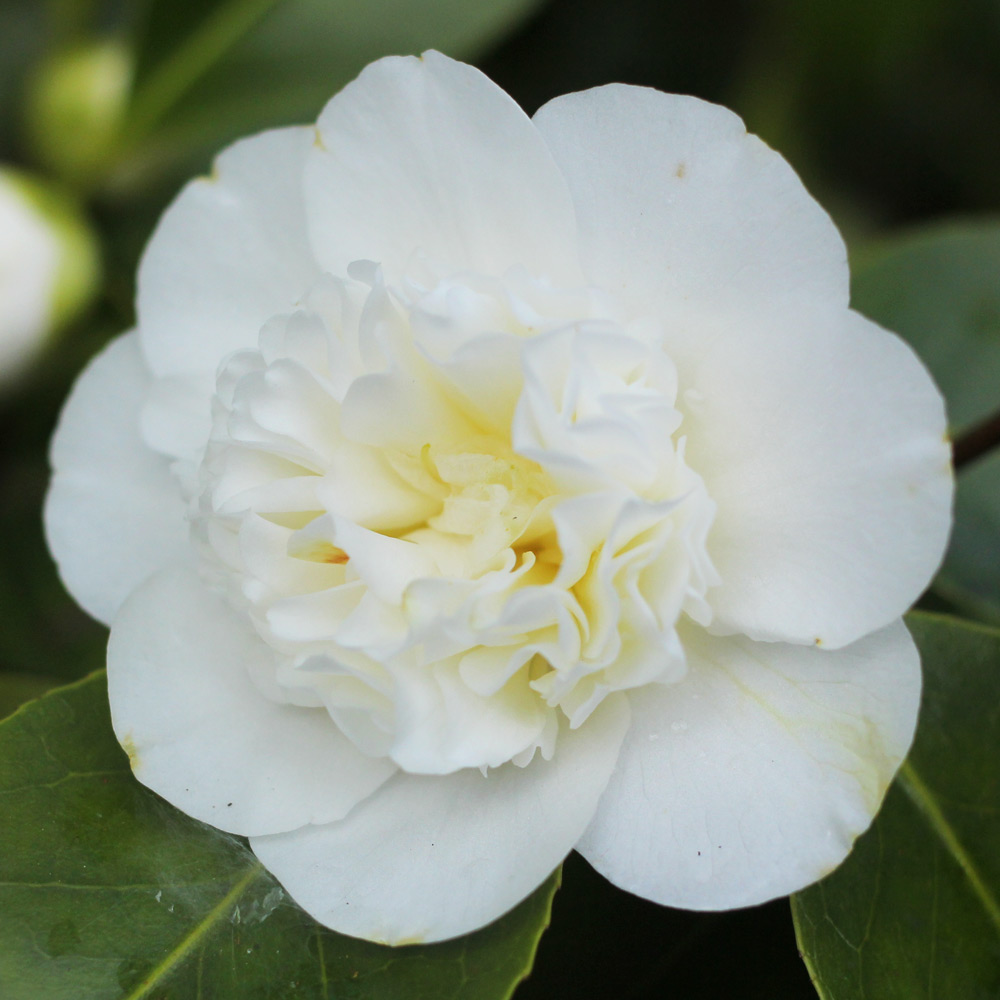 Camellia japonica 'Powder Puff'