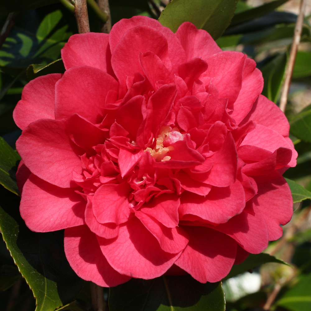 Camellia japonica 'Premier'