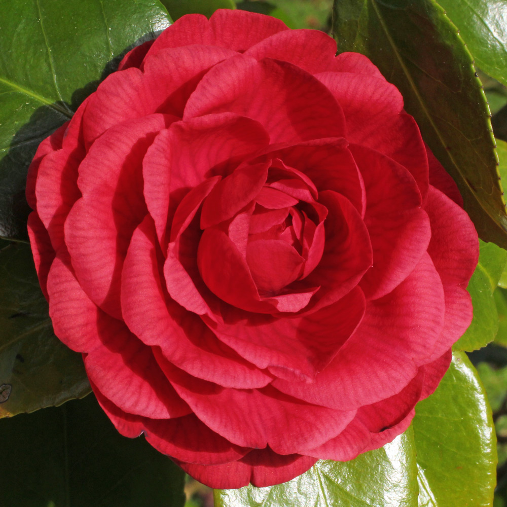 Camellia japonica 'Prince Murat'