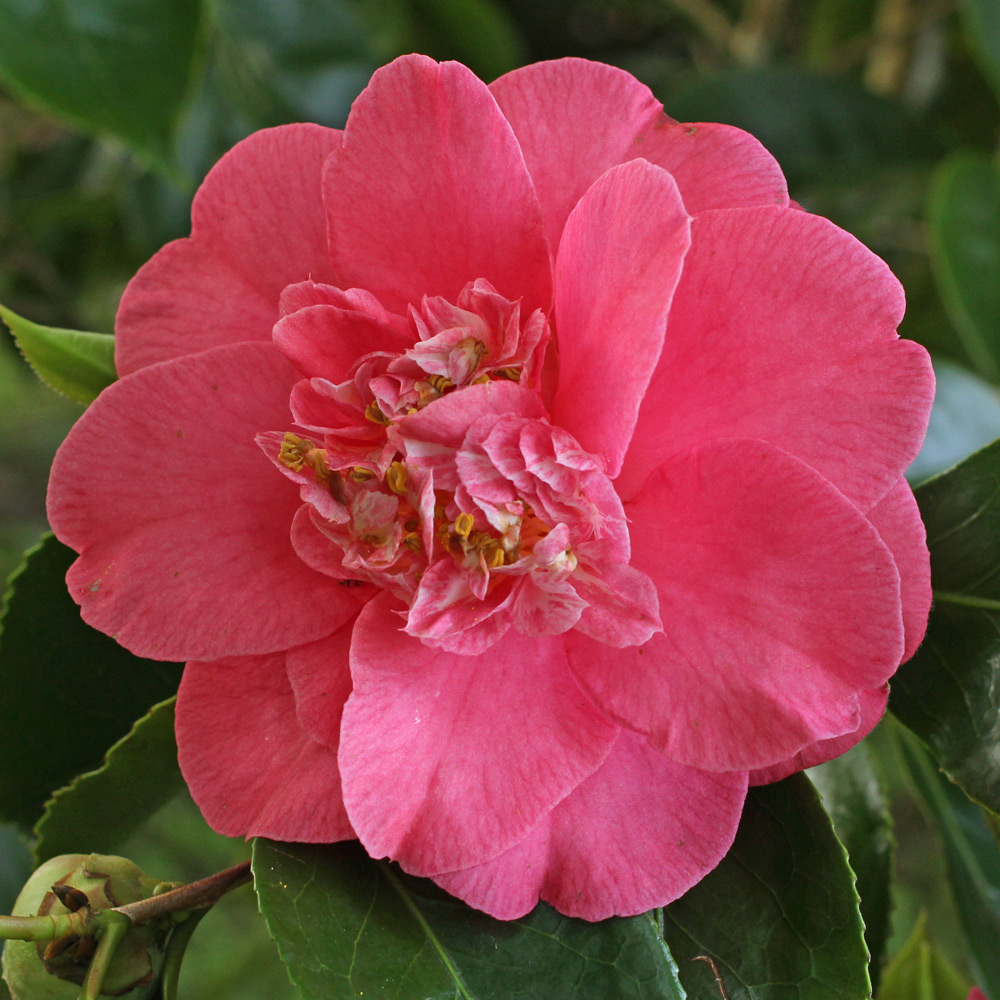 Camellia japonica 'R.L. Wheeler'