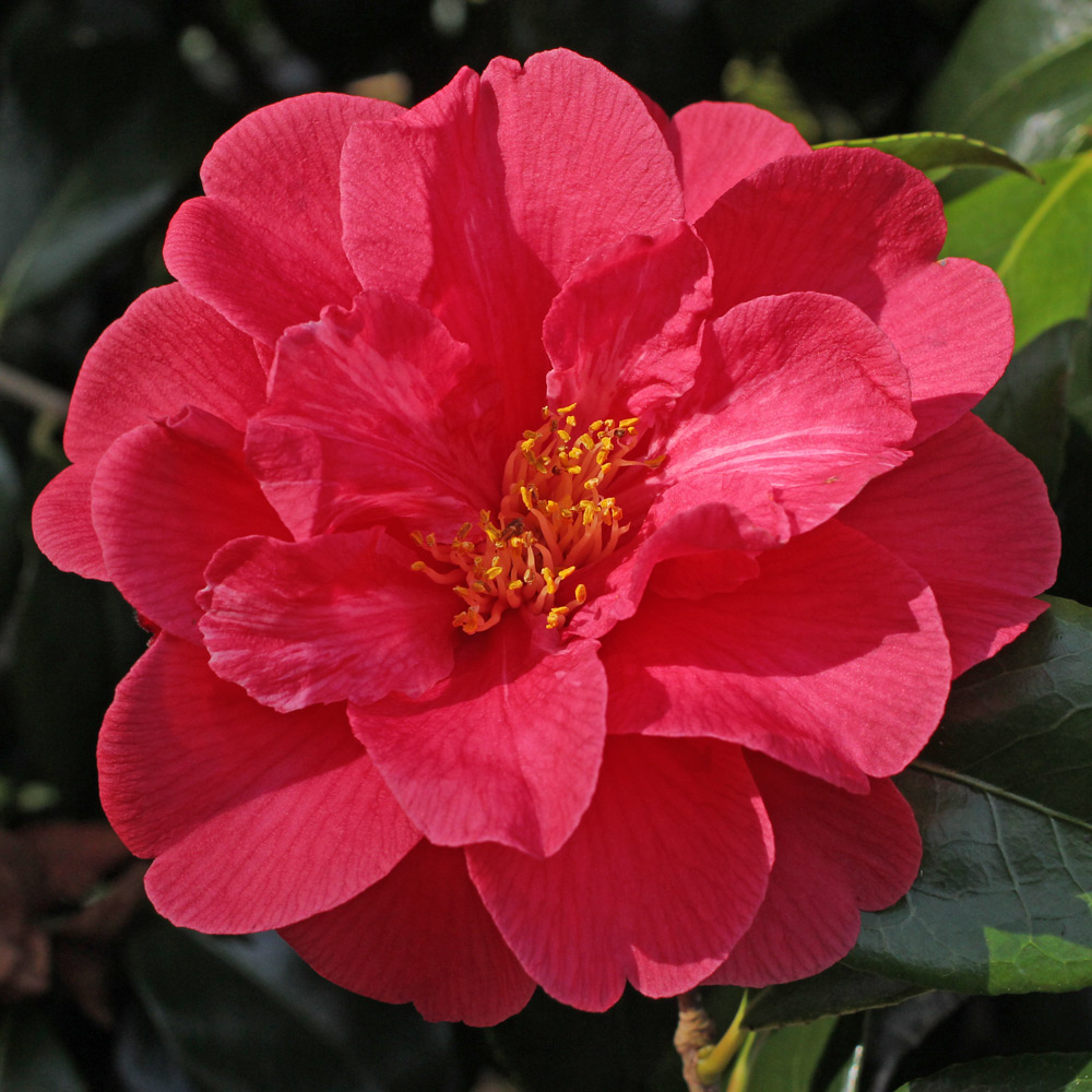 Camellia japonica 'Reg Ragland'
