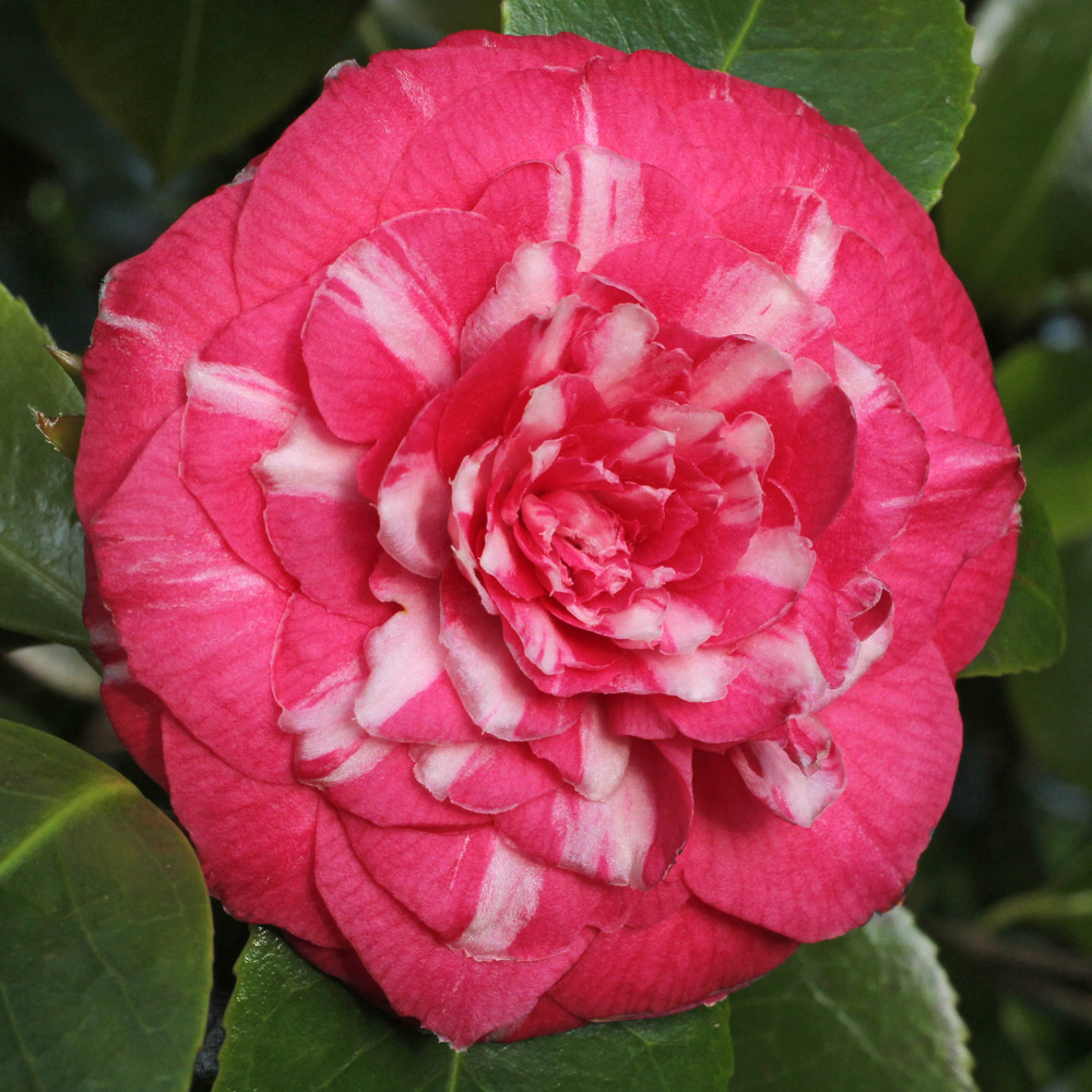 Camellia japonica 'Sarah Frost'