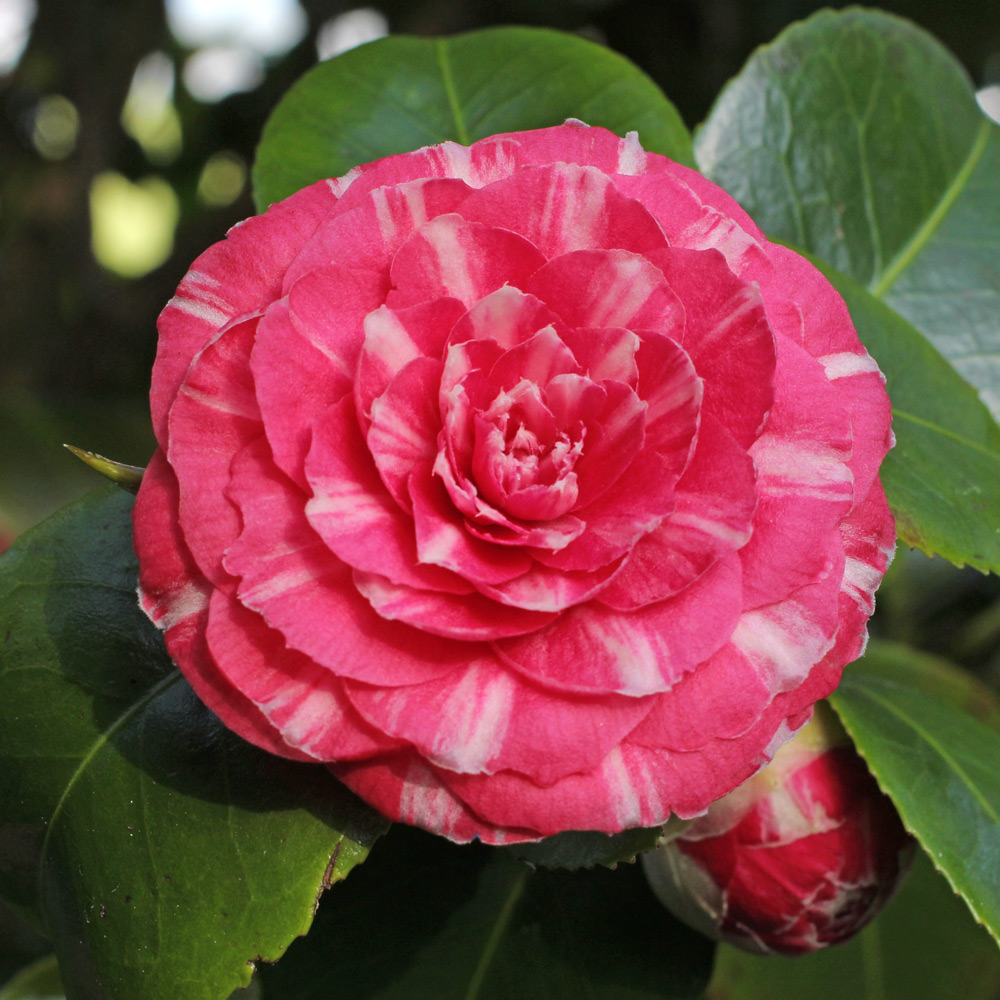 Camellia japonica 'Sarah Frost'