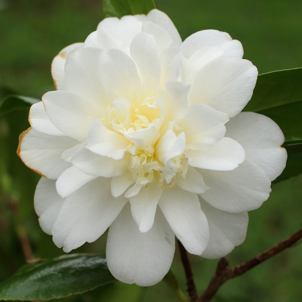 Camellia japonica 'Silver Anniversary'