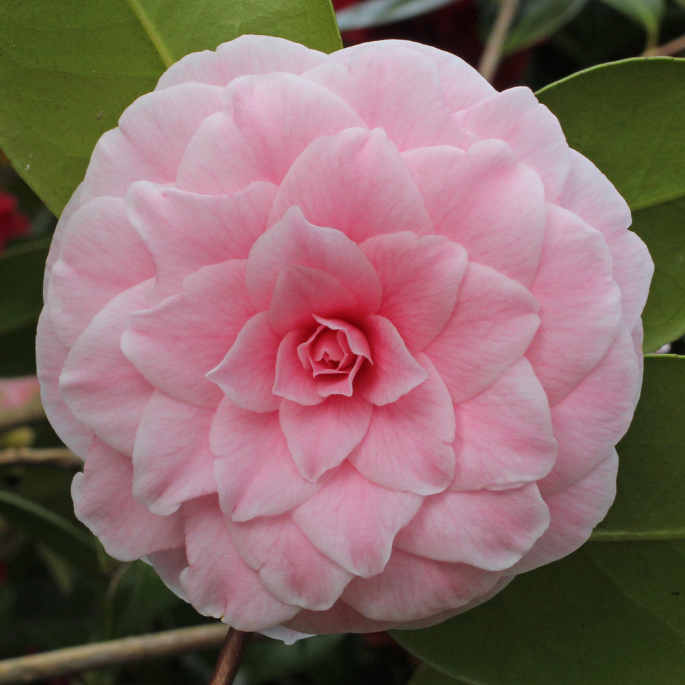 Camellia japonica 'Souvenir de Bahuaud-Litou'